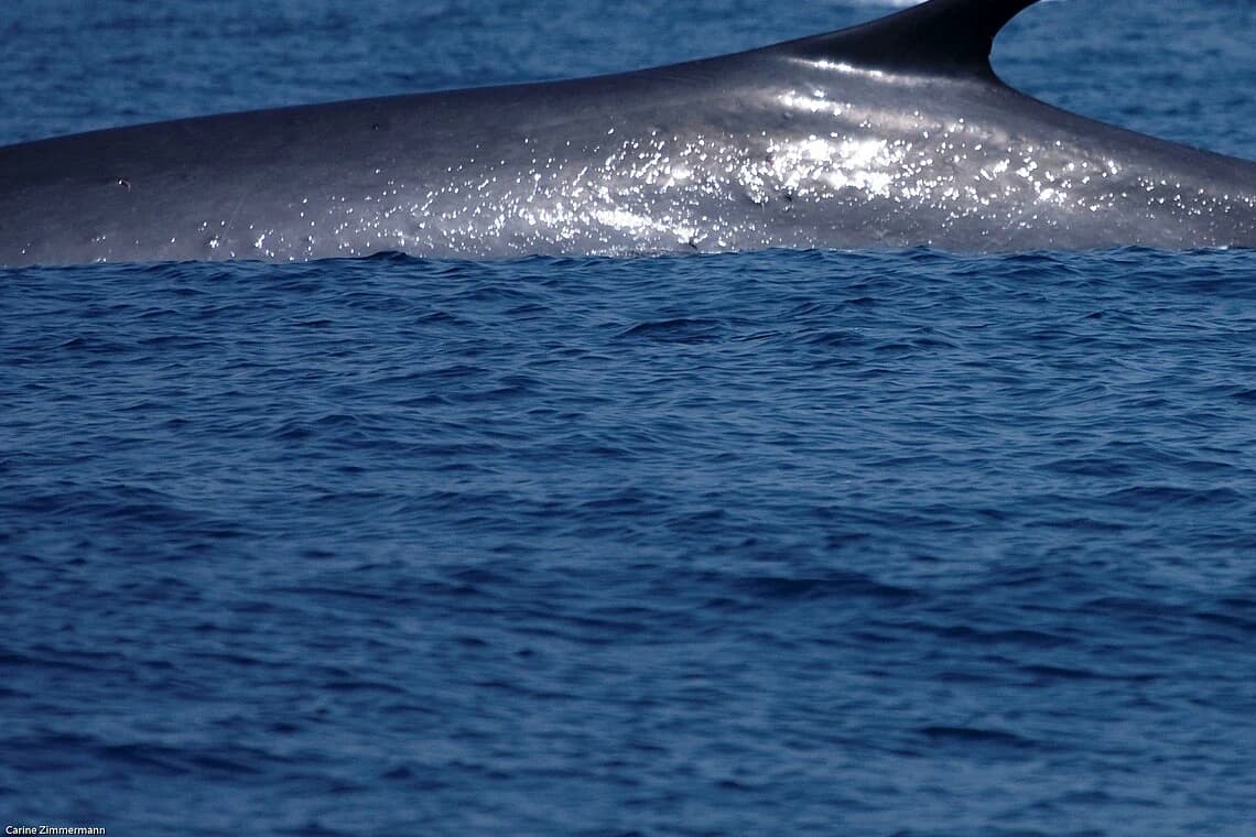 A fin whale surfacing in the Strait of Gibraltar